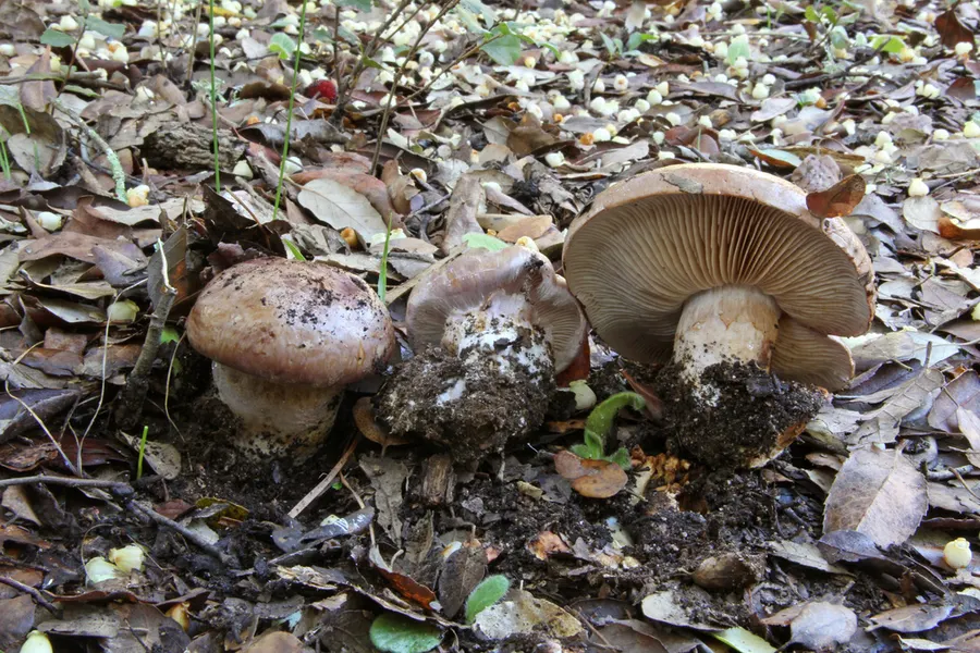 Dokumentasi Phlegmacium balteatocumatile — Fotografi