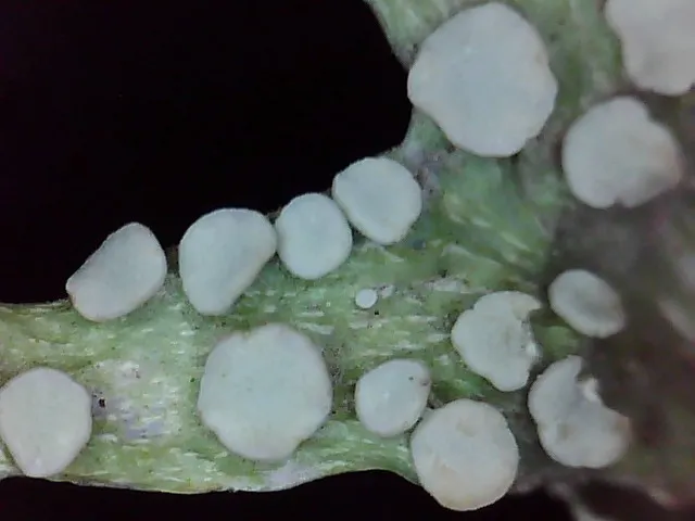 Dokumentasi Ramalina celastri — Fotografi