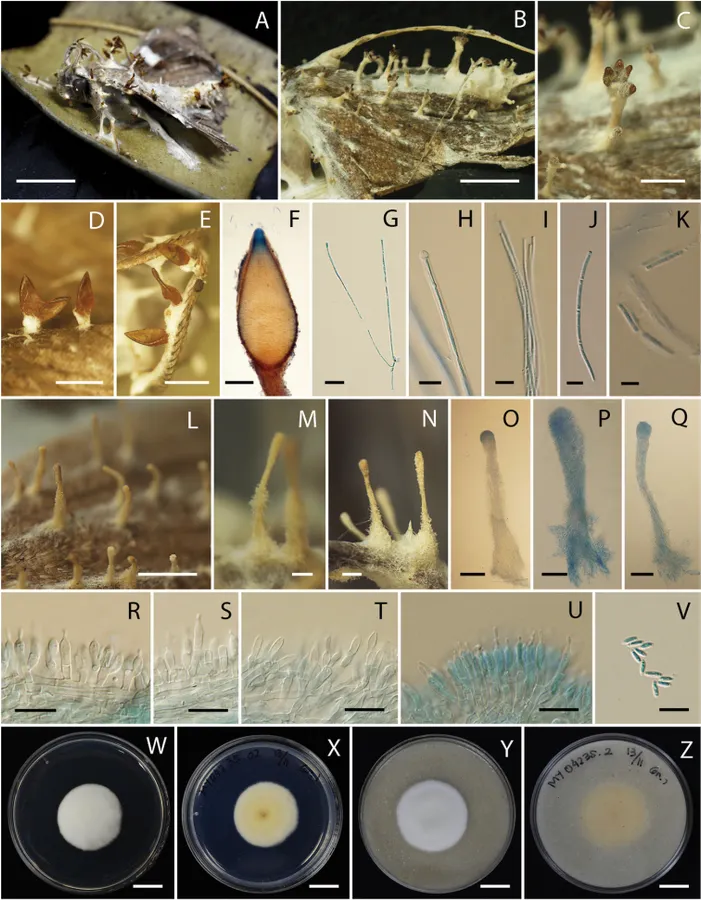 Dokumentasi Akanthomyces noctuidarum — Pelat ilmiah