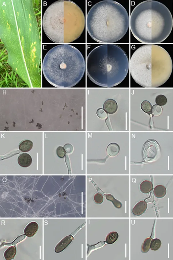 Dokumentasi Apiospora locuta-pollinis — Pelat ilmiah