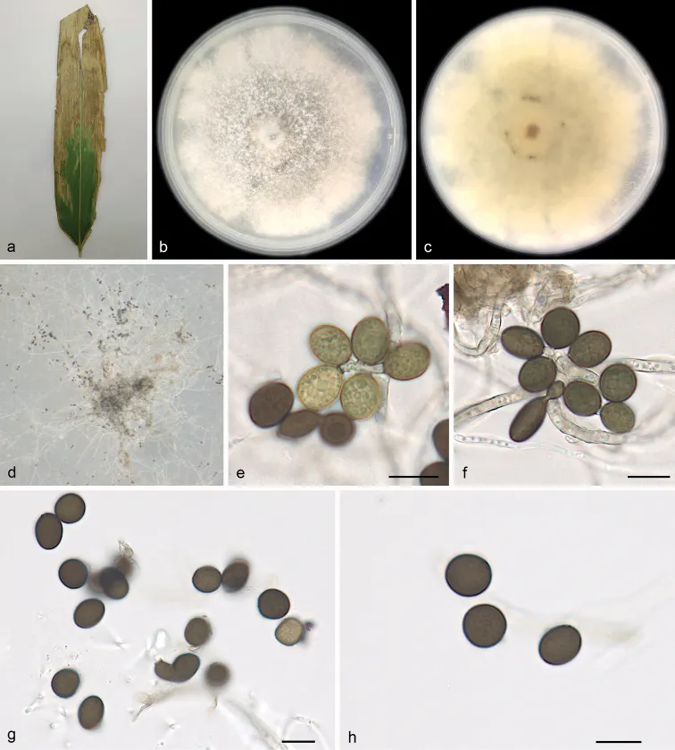 Dokumentasi Apiospora pseudosinensis — Pelat ilmiah