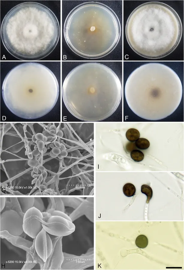 Dokumentasi Arthrinium arctoscopi — Pelat ilmiah