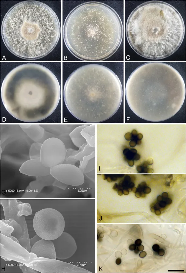 Dokumentasi Arthrinium pusillispermum — Pelat ilmiah
