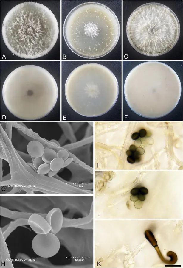 Dokumentasi Arthrinium taeanense — Pelat ilmiah
