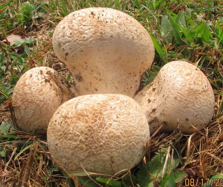 Dokumentasi Calvatia craniiformis — Fotografi