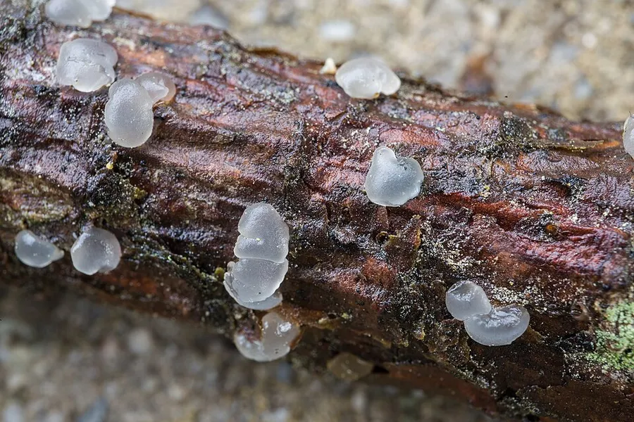 Dokumentasi Dacrymyces tortus — Fotografi