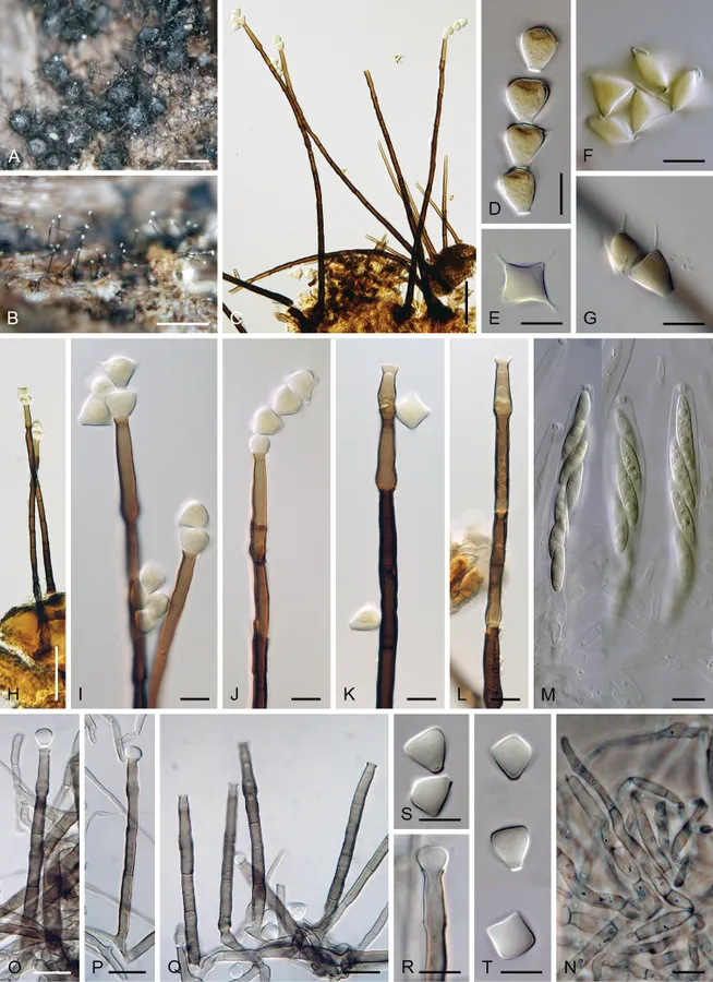 Dokumentasi Chalarodes obpyramidata — Pelat ilmiah