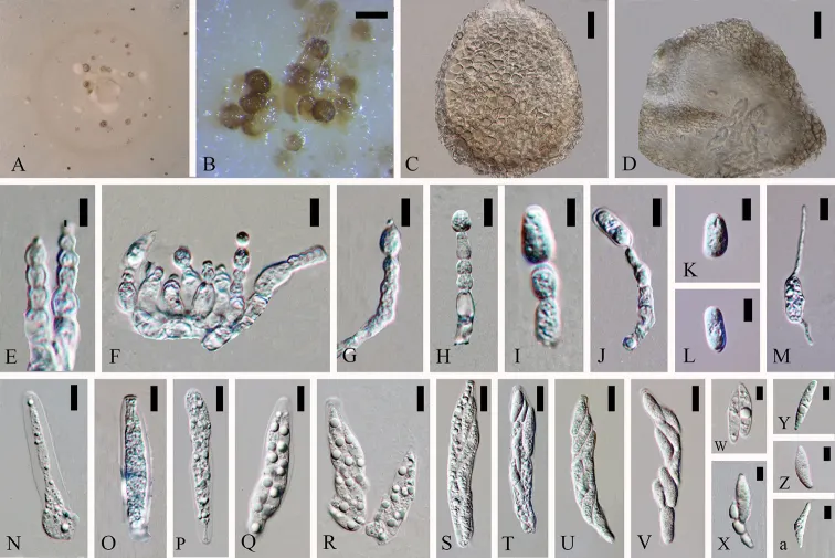 Dokumentasi Colletotrichum doitungense — Pelat ilmiah
