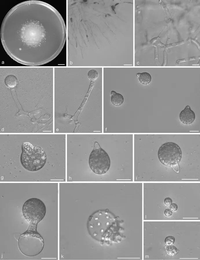 Dokumentasi Conidiobolus variabilis — Pelat ilmiah