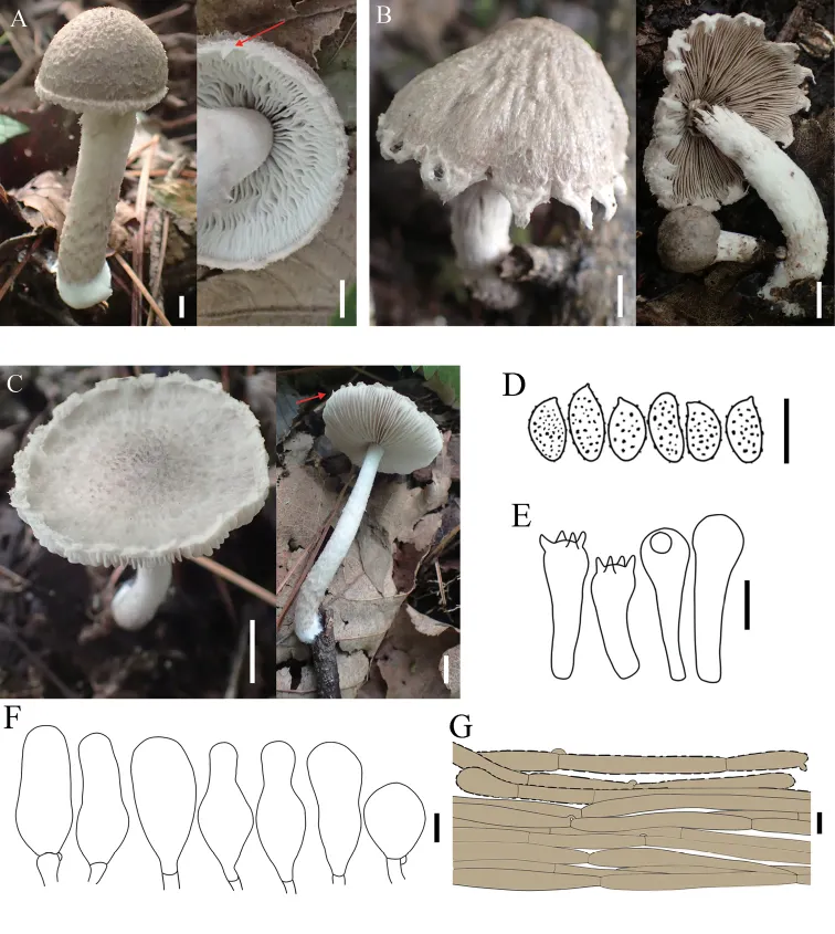 Dokumentasi Coprinopsis pusilla — Pelat ilmiah