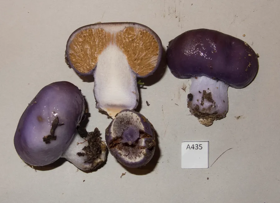 Dokumentasi Cortinarius purpureocapitatus — Fotografi
