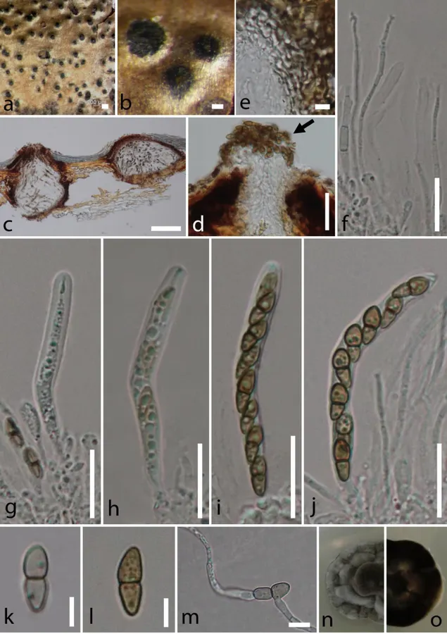 Dokumentasi Corylicola italica — Pelat ilmiah