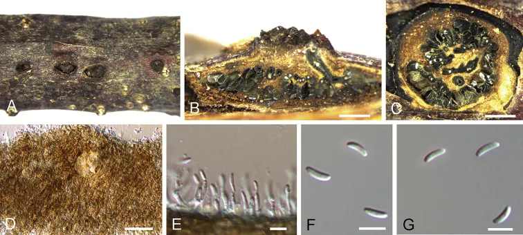 Dokumentasi Cytospora xinglongensis — Pelat ilmiah