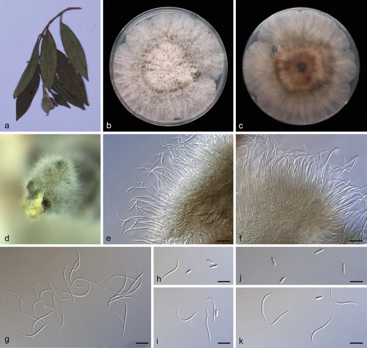 Dokumentasi Diaporthe melastomatis — Pelat ilmiah