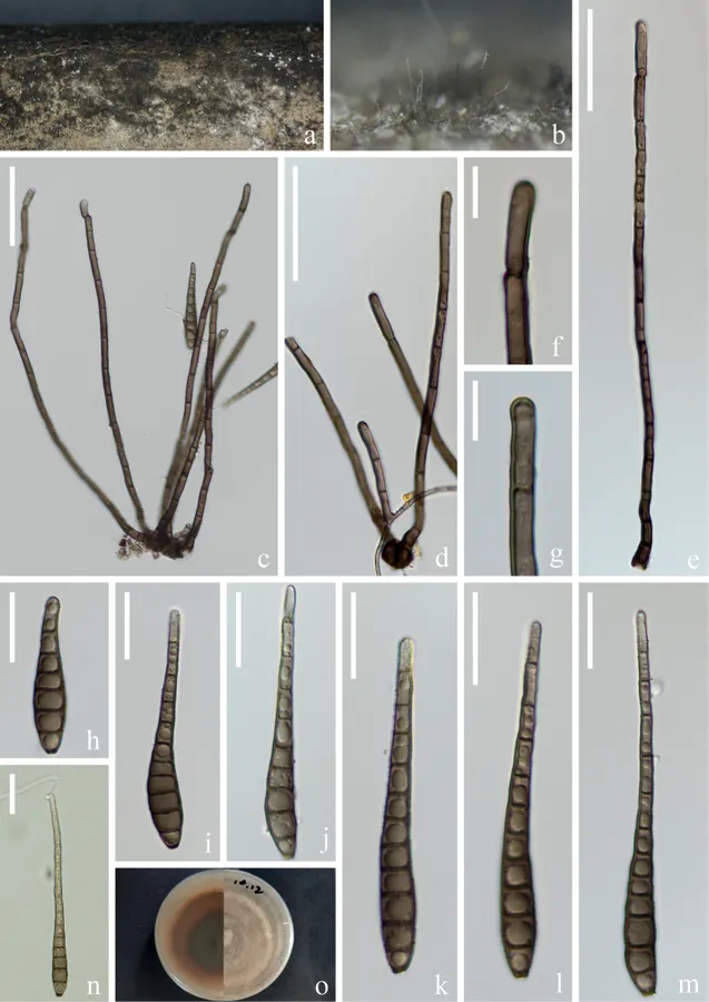 Dokumentasi Distoseptispora bambusae — Pelat ilmiah
