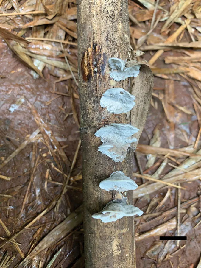 Dokumentasi Fomitopsis bambusae — Pelat ilmiah