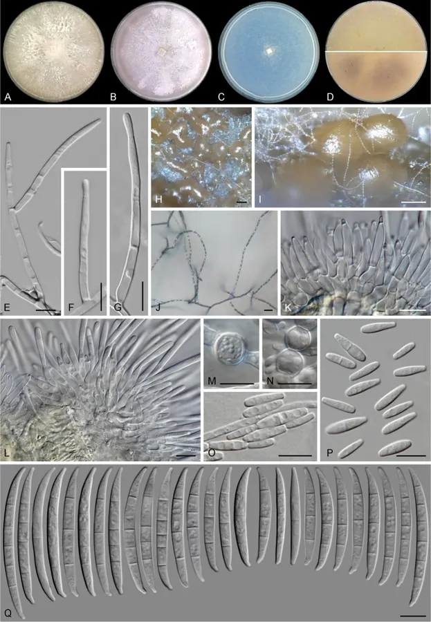 Dokumentasi Fusarium madaense — Pelat ilmiah