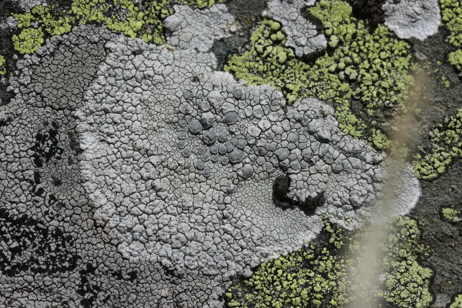 Dokumentasi Lecanora rupicola — Fotografi