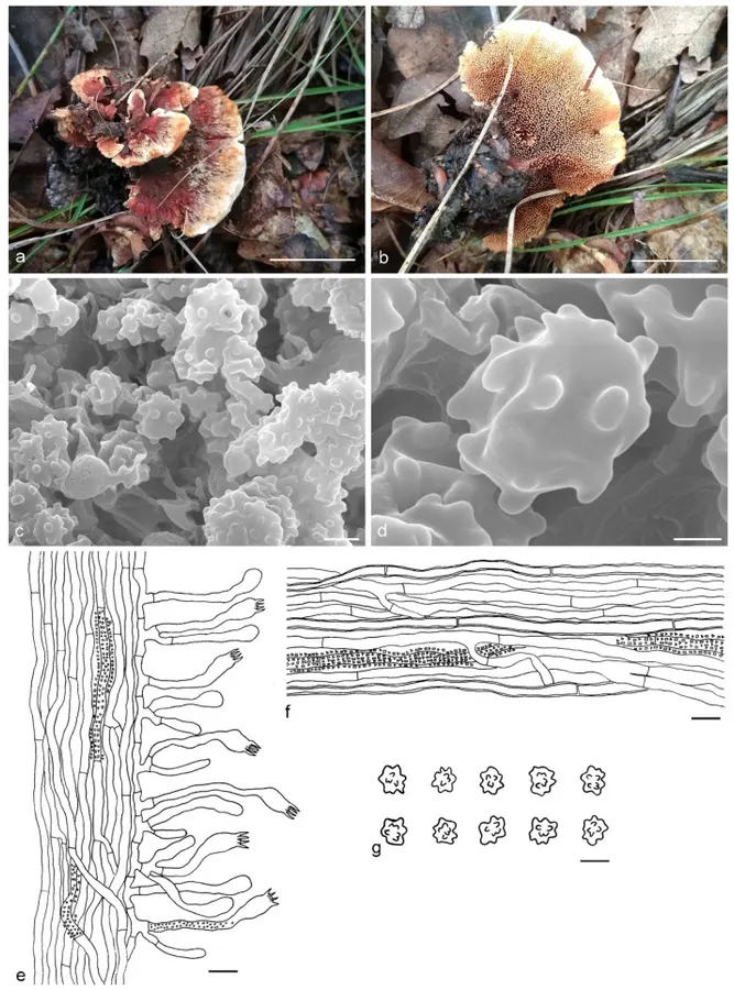 Dokumentasi Hydnellum brunneorubrum — Pelat ilmiah