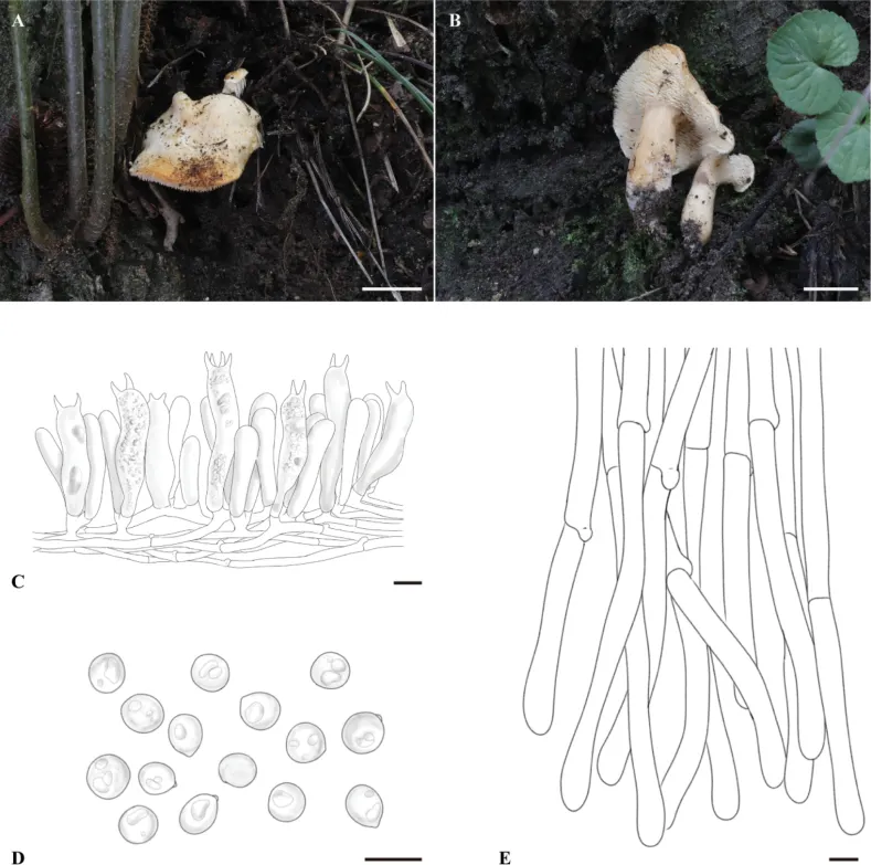 Dokumentasi Hydnum pallidomarginatum — Pelat ilmiah