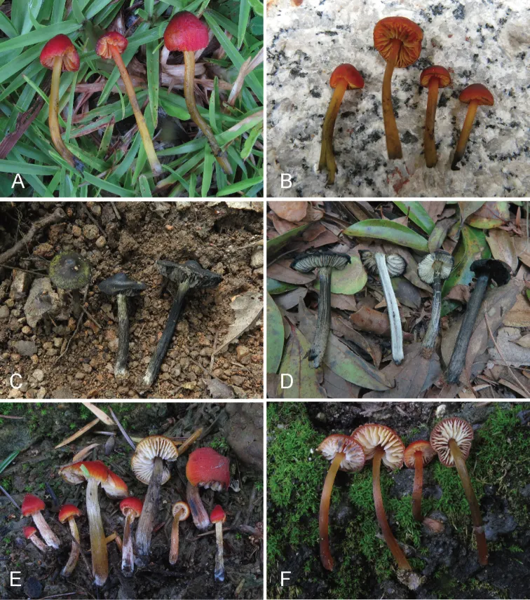 Dokumentasi Hygrocybe griseonigricans — Pelat ilmiah