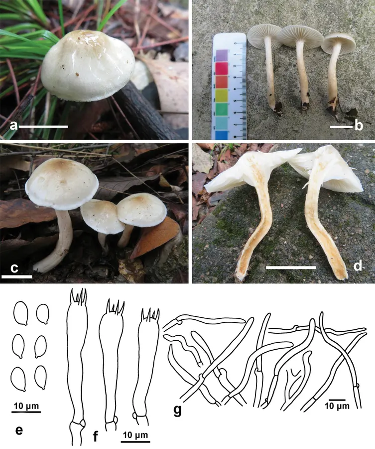 Dokumentasi Hygrophorus brunneodiscus — Pelat ilmiah