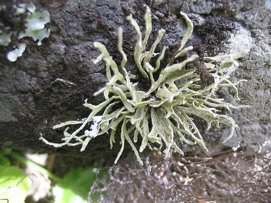 Dokumentasi Ramalina azorica — Fotografi