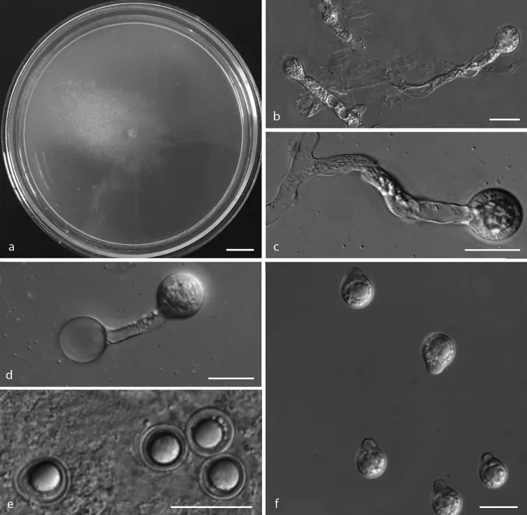 Dokumentasi Neoconidiobolus thromboides — Pelat ilmiah