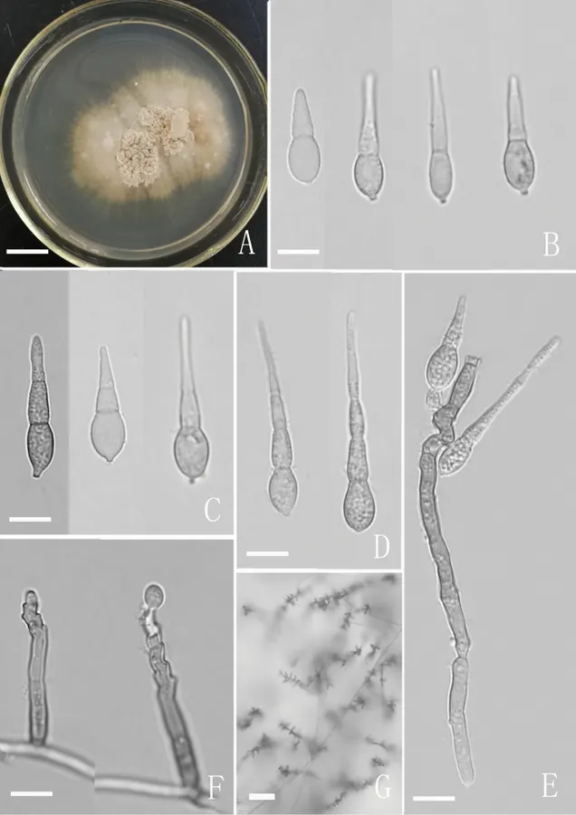 Dokumentasi Neodactylaria simaoensis — Pelat ilmiah