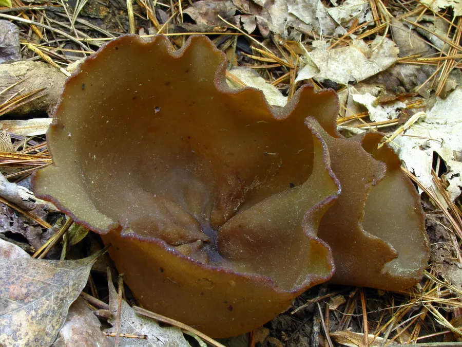 Dokumentasi Phylloscypha phyllogena — Fotografi