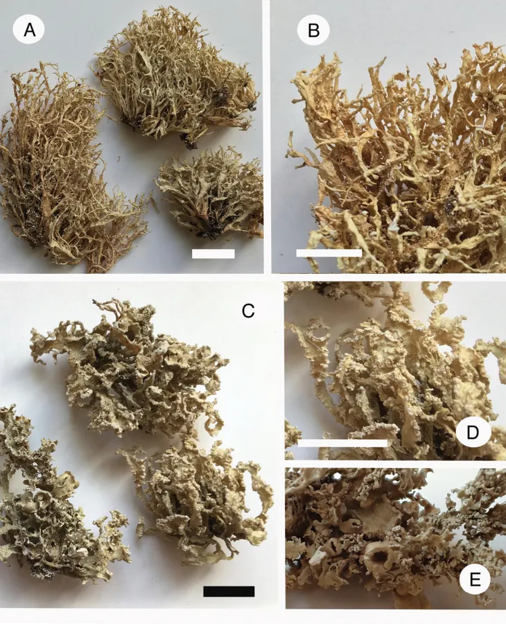 Dokumentasi Ramalina krogiae — Pelat ilmiah