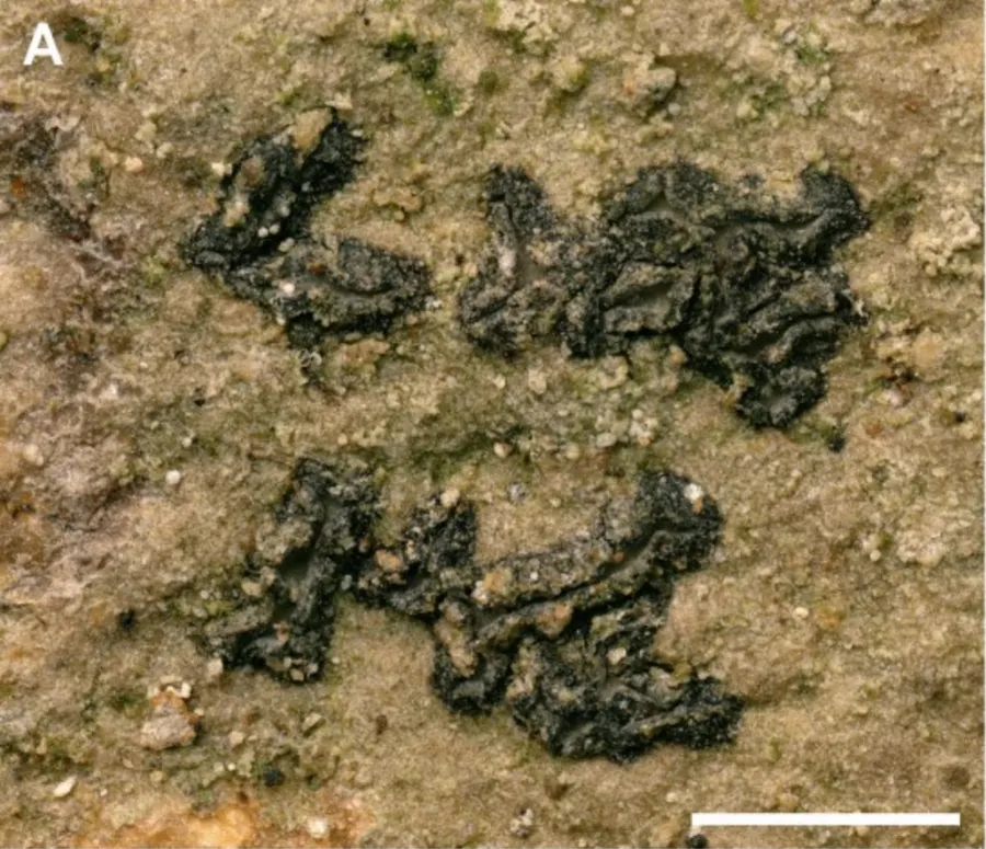 Dokumentasi Sagiolechia monoseptata — Fotografi