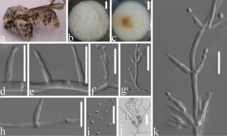Dokumentasi Samsoniella hymenopterorum — Pelat ilmiah