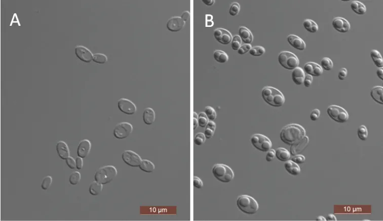 Dokumentasi Scheffersomyces paraergatensis — Pelat ilmiah