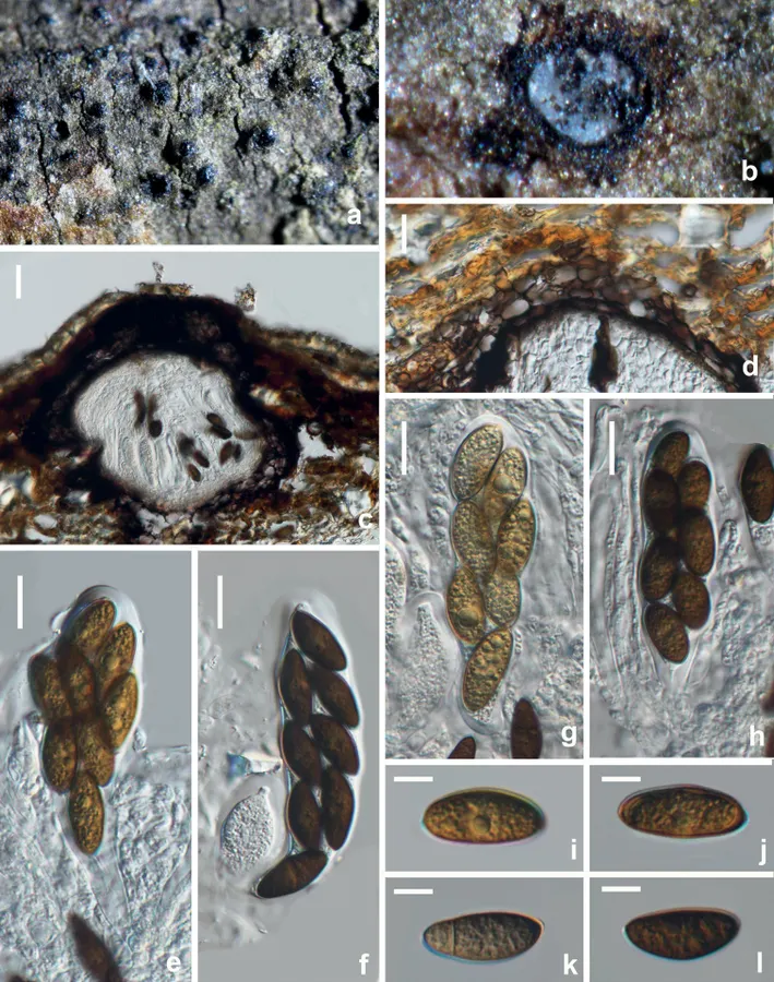 Dokumentasi Sphaeropsis guizhouensis — Pelat ilmiah