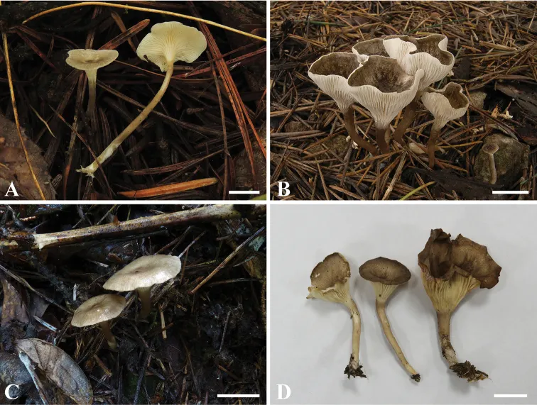 Dokumentasi Spodocybe bispora — Pelat ilmiah