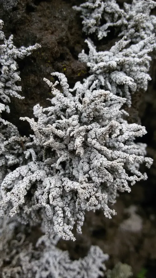 Dokumentasi Stereocaulon vesuvianum — Fotografi