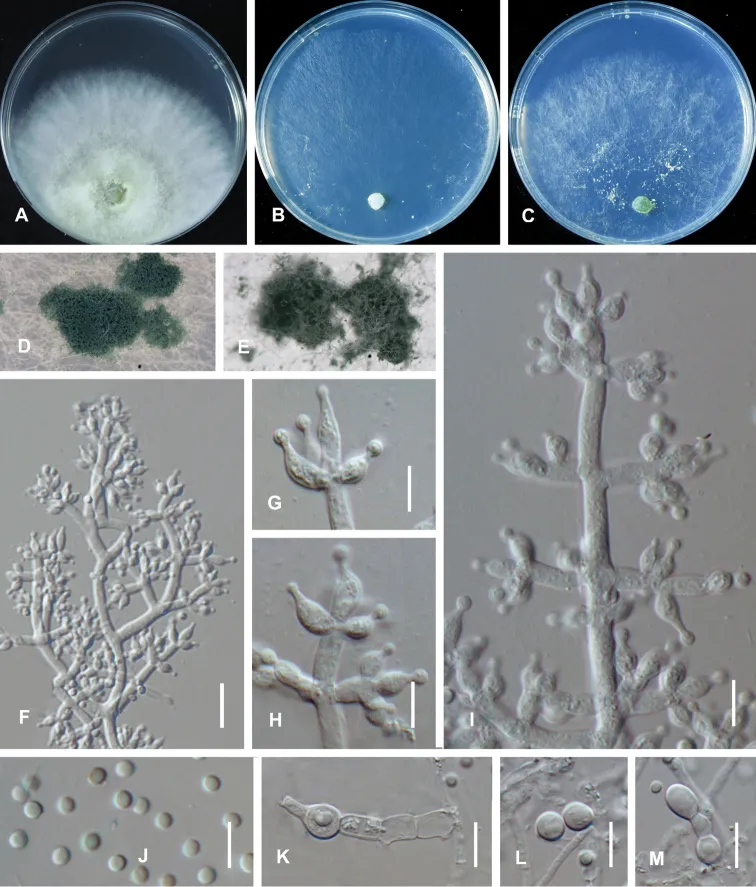 Dokumentasi Trichoderma lentinulae — Pelat ilmiah