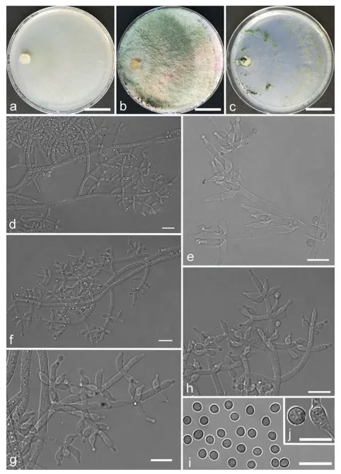 Dokumentasi Trichoderma simile — Pelat ilmiah