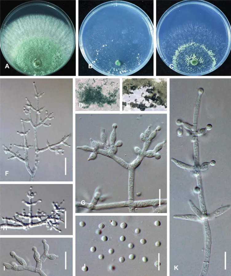Dokumentasi Trichoderma vermifimicola — Pelat ilmiah