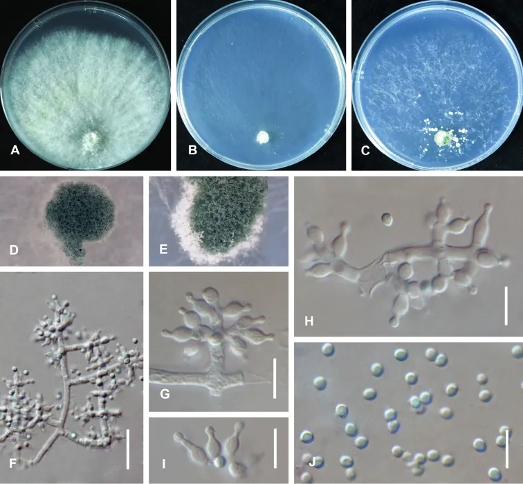 Dokumentasi Trichoderma zelobreve — Pelat ilmiah