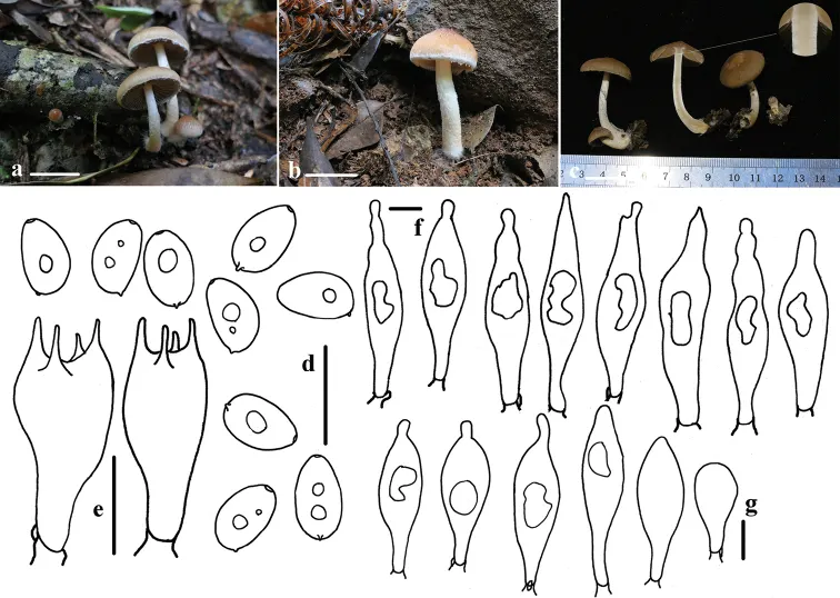 Dokumentasi Typhrasa polycystis — Pelat ilmiah