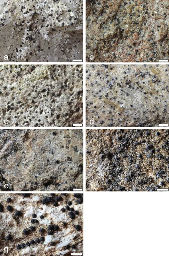 Dokumentasi Verrucaria difficilis — Pelat ilmiah