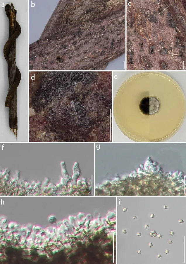 Dokumentasi Xenoroussoella triseptata — Pelat ilmiah