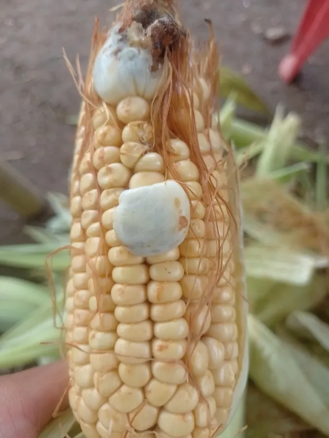 Dokumentasi Mycosarcoma maydis — Fotografi
