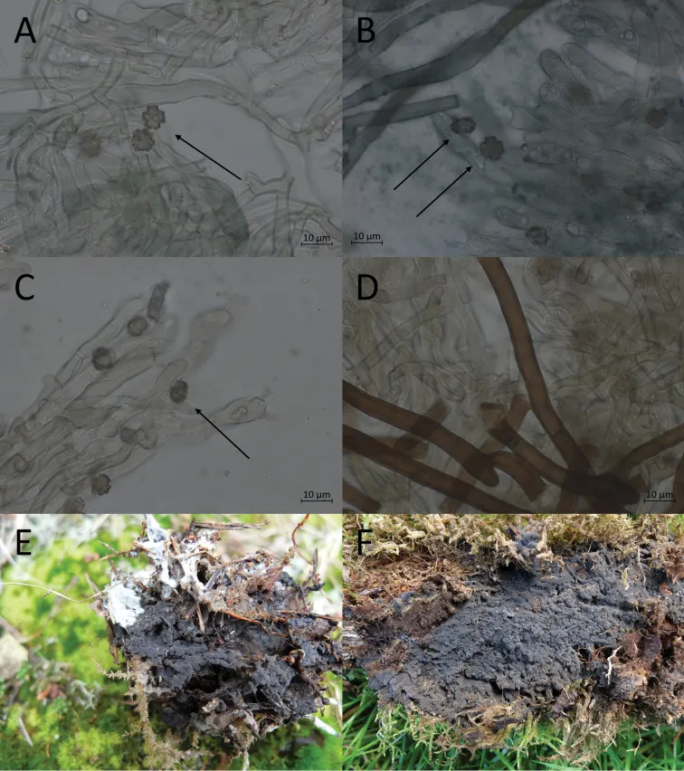 Dokumentasi Pseudotomentella sciastra — Pelat ilmiah