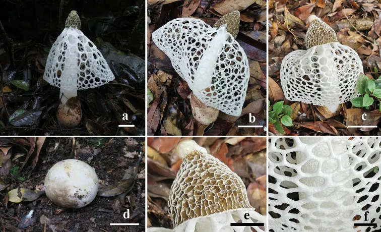 Dokumentasi Phallus rigidiindusiatus — Pelat ilmiah