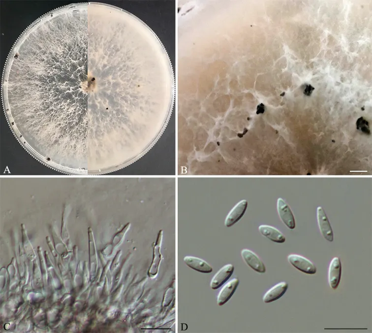 Dokumentasi Diaporthe hunanensis — Pelat ilmiah