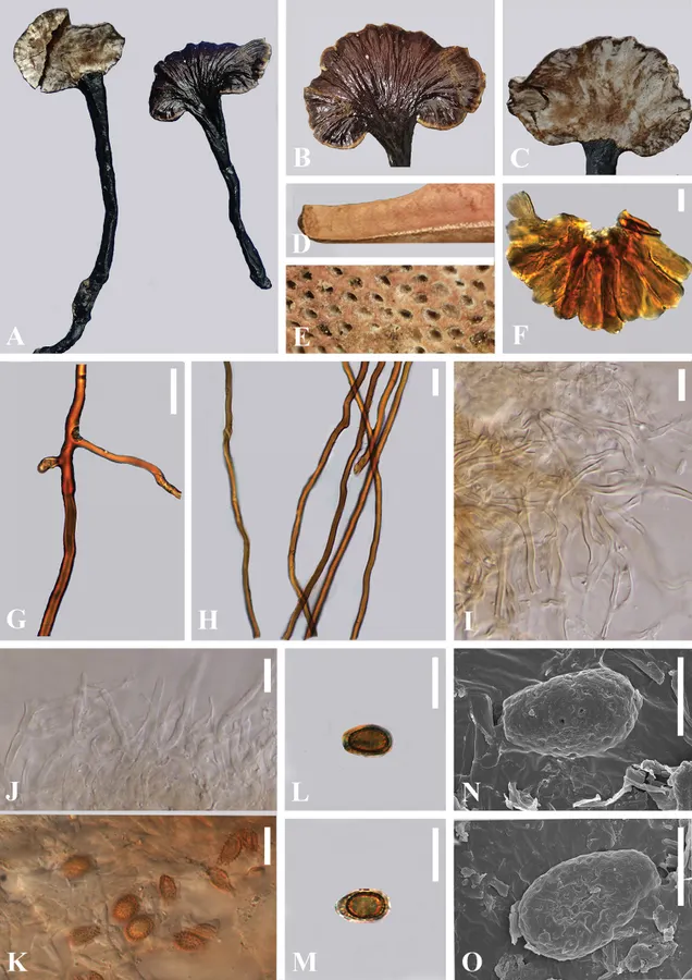 Dokumentasi Ganoderma esculentum — Pelat ilmiah