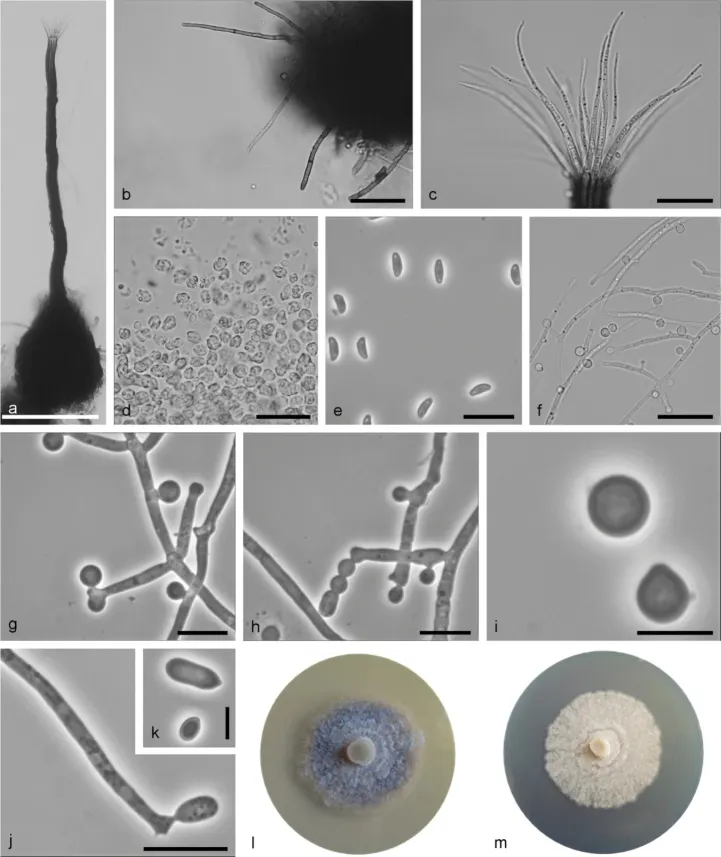 Dokumentasi Sporothrix undulata — Pelat ilmiah